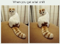 i own a tail though my mom doesn't like it i love wearing it and wishing that it was real QmQ