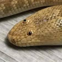 The Goose has returned (hopefully permanently)