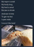 my naymn is snek 
my body long
my head is smol
but jaw is stronk
an when it time
to get me fed
i open wide
i monch your bwed
