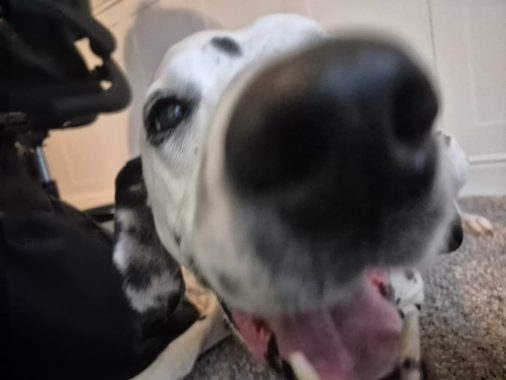 Awww little puppy :3