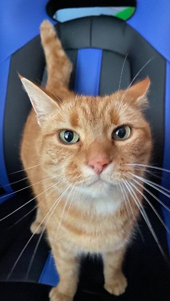 Stupid American tradition today. My family had decided to move here. 🤦‍♂️🤷‍♂️
I hate American Window Emojis. They look bad. 

Hello, again.

-Maddix



PS: Russian femboys are strange, as well as American.