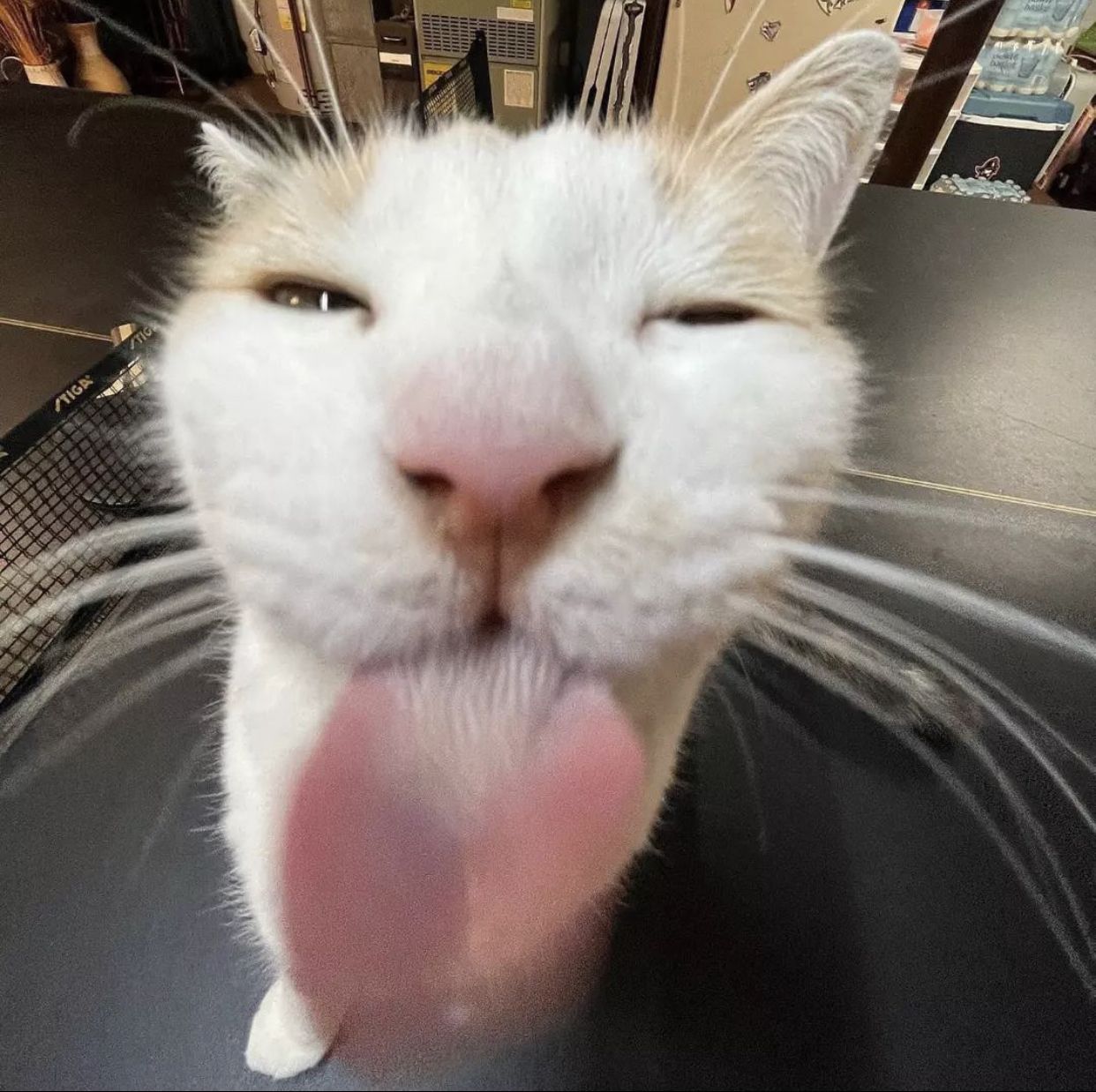 this can be the temporary chat while the normal one is down so y'all aren't bored :3