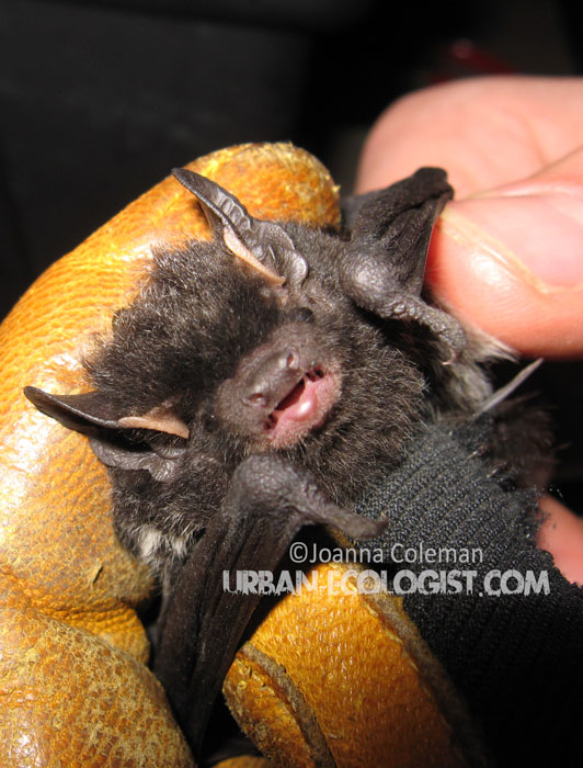 if you got a problem with infestations of spiders or moths this little guy would eat them right up but your gonna have to deal with having your house as a bat roost